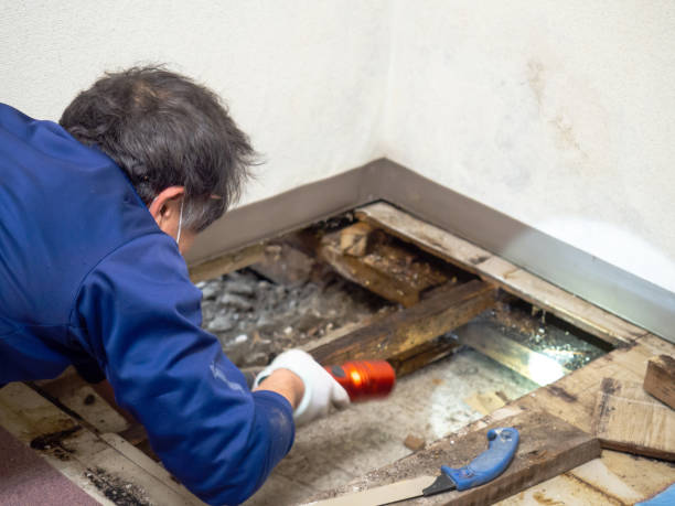Best Basement Mold Remediation in Prudenville, MI