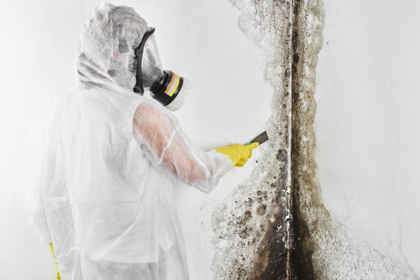 Best Attic Mold Remediation in Prudenville, MI