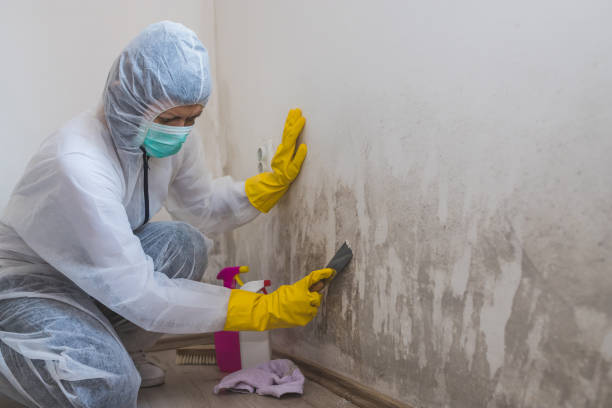 Best HVAC Mold Remediation in Prudenville, MI