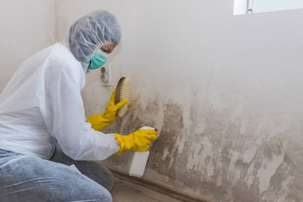 Best Emergency Mold Remediation in Prudenville, MI