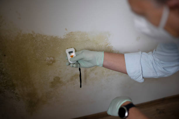 Best Bathroom Mold Remediation in Prudenville, MI
