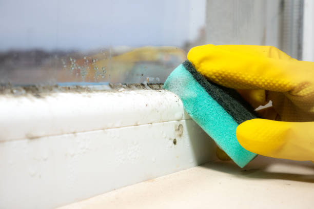 Best Post-Flood Mold Remediation in Prudenville, MI