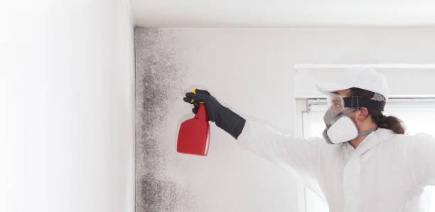 Best Insurance-Related Mold Remediation in Prudenville, MI