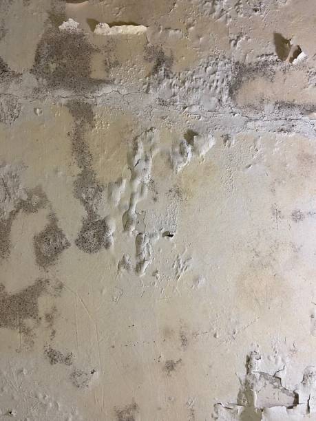 Best DIY Mold Remediation Support Services in Prudenville, MI