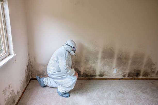 Best Mold Remediation for Specific Building Types in Prudenville, MI