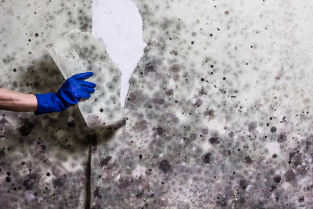 Best Preventive Mold Services in Prudenville, MI
