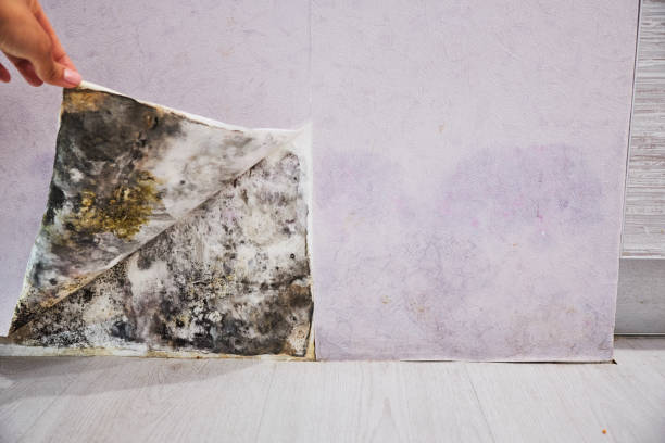 Best Black Mold Remediation in Prudenville, MI